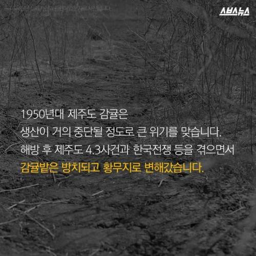 제주도 감귤의 비밀.jpg