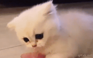 심장에 무리가는 짤.gif