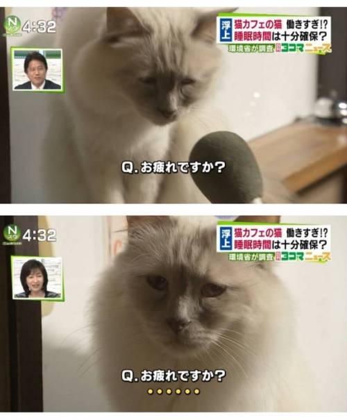 논란이 되었던 고양이 카페.jpg