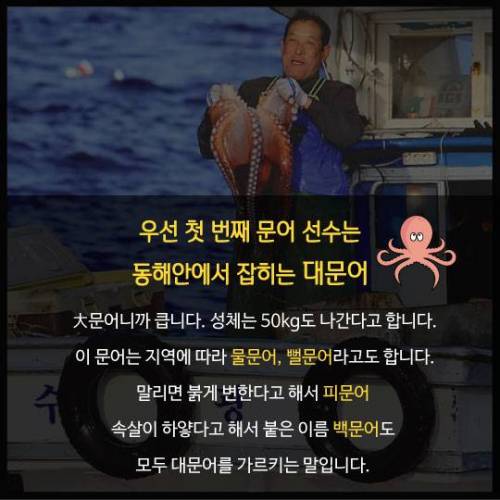 시장 문어다리의 정체