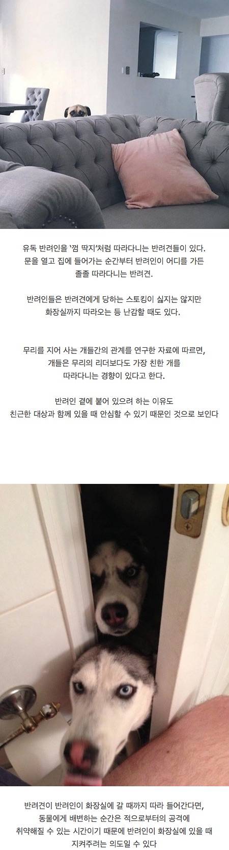 강아지가 당신을 스토킹하는 이유