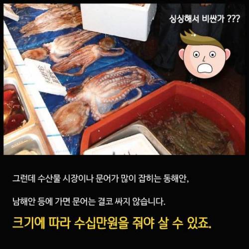 시장 문어다리의 정체