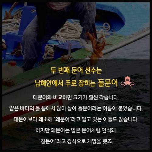 시장 문어다리의 정체