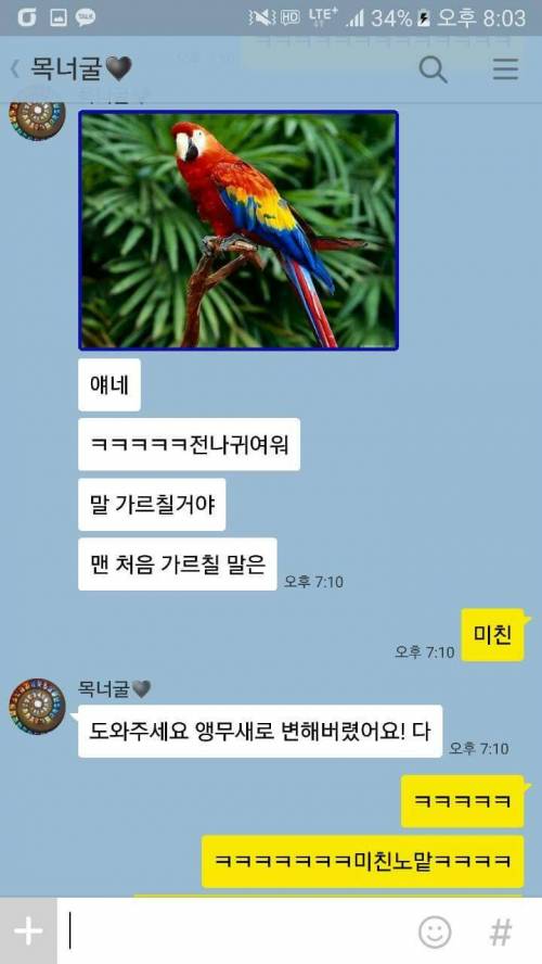 앵무새에게 맨 처음 가르칠 말.jpg