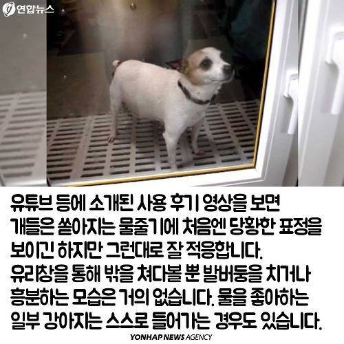 강아지 세탁기.jpg