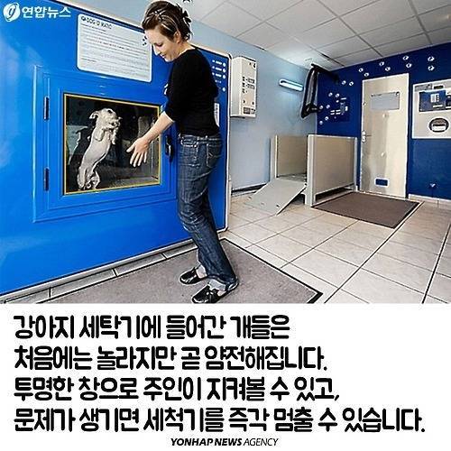 강아지 세탁기.jpg