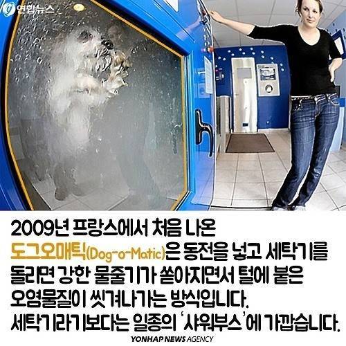 강아지 세탁기.jpg