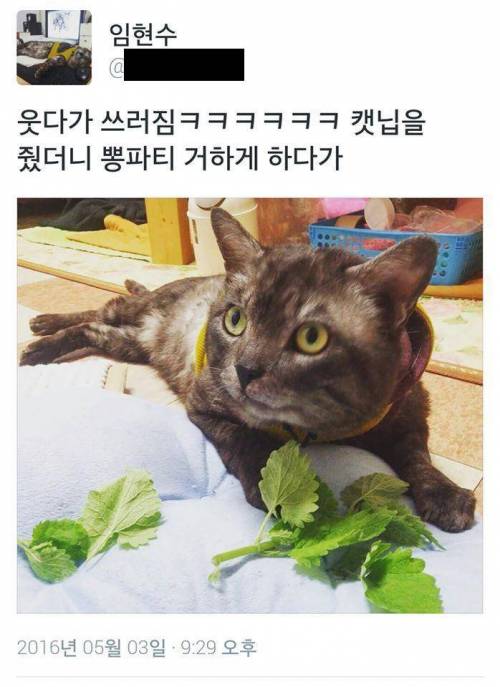 고양이 뽕파티.jpg