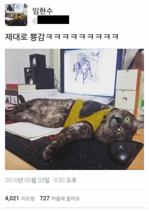 고양이 뽕파티.jpg