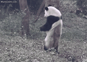 등이 미친듯이 가려운 팬더.gif