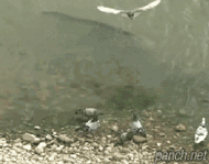 아마존 메기.gif