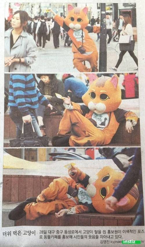 더위 먹은 고양.jpg