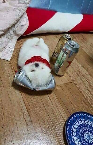 맥주캔 마시고 짜부시켜놨더니...