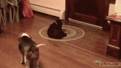 공놀이 교대하개.gif