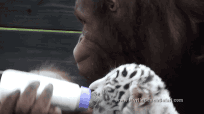 너 한입, 나 한입.gif