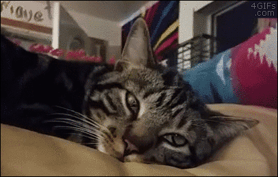 야 어제 여친생일에 뭐해줬냐?.gif