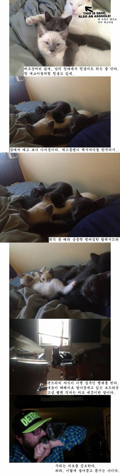 개쇼키 샌드위치 이야기