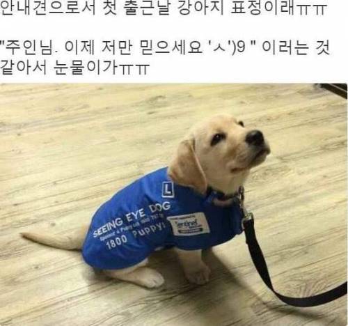 안내견으로서 첫 출근하는 날 강아지의 표정