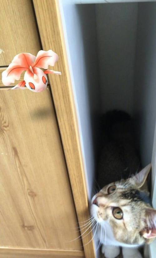 고양이는 사람이 보지 못하는 것을 본다고 한다