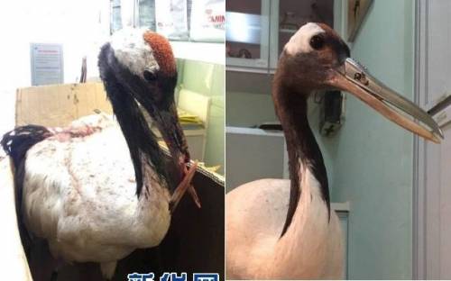 싸우다 부리가 부러진 두루미.jpg