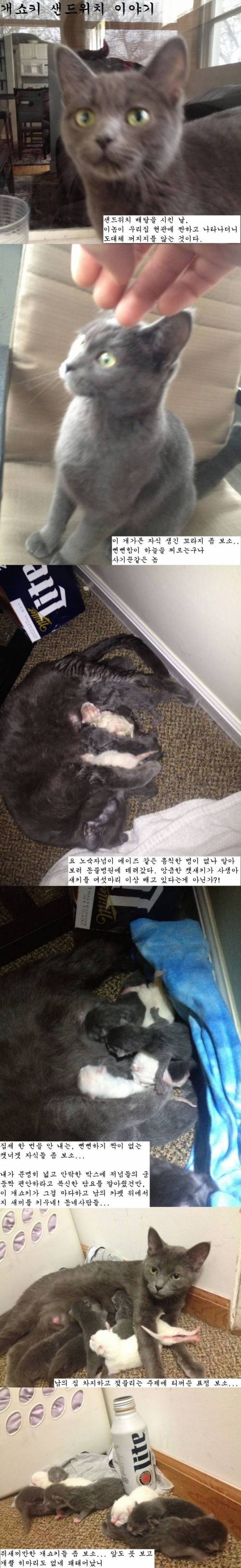 개쇼키 샌드위치 이야기