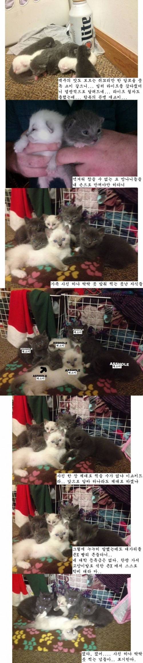 개쇼키 샌드위치 이야기