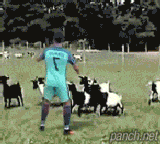호날두 세레모니의 위험성.gif