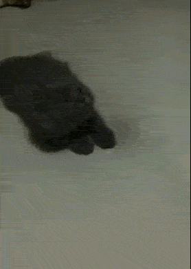 고양이랑 놀아주기.gif