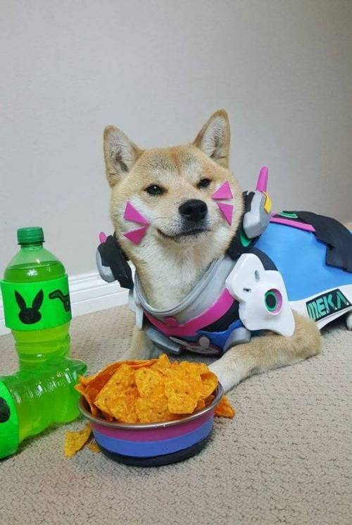 사랑을 담아서 시바.jpg