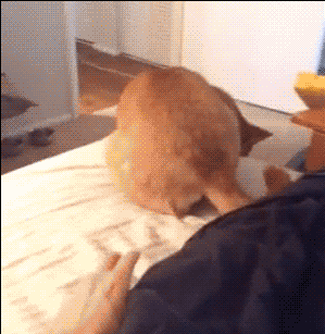 시바 누구야?.gif