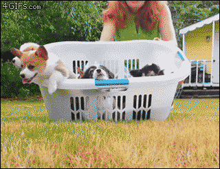 맹견들의 습격!.gif