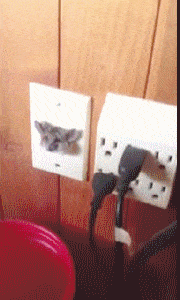 콘센트에 갇힌 캥거루 쥐.gif