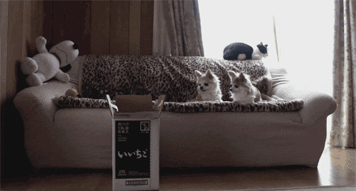 쟤 뭐냥?.gif
