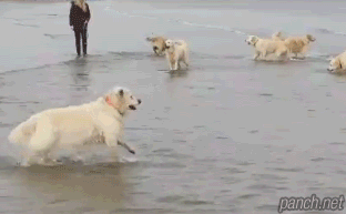 개수제비.gif
