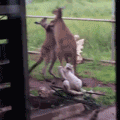 호주의 뒷마당 .gif