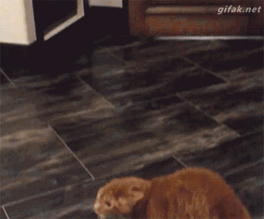 멍멍이가 또.gif