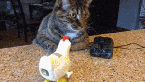 고양이 밥.gif