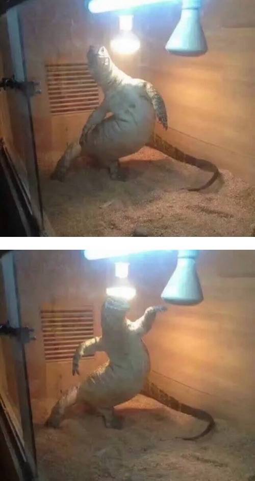 도마뱀 댄스.jpg