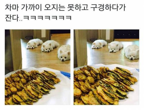 매너있는 멍멍이들.jpg