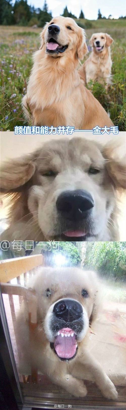 귀여운 개들의 반전.jpg