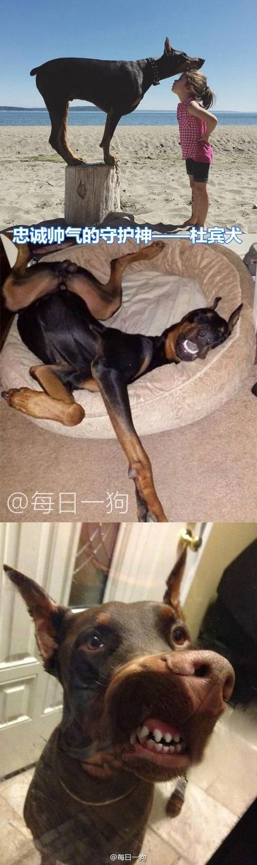 귀여운 개들의 반전.jpg