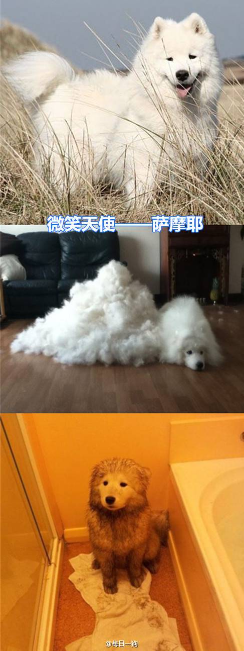 귀여운 개들의 반전.jpg