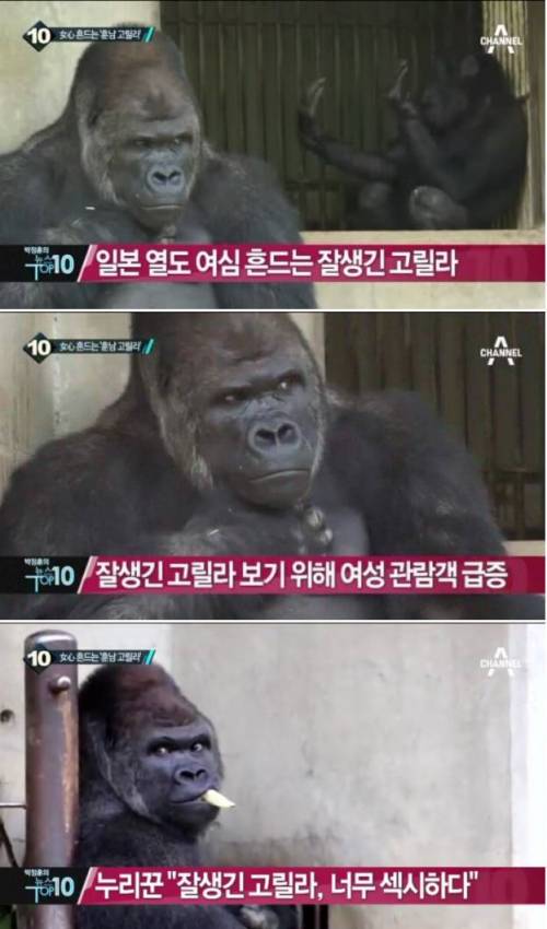 일본 여심을 사로잡은 훈남고릴라