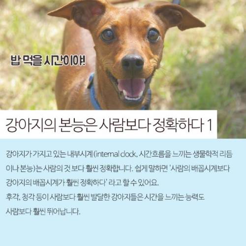 강아지는 주인이 오는시간을 어떻게 알까?