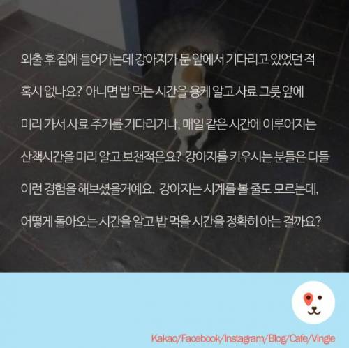강아지는 주인이 오는시간을 어떻게 알까?