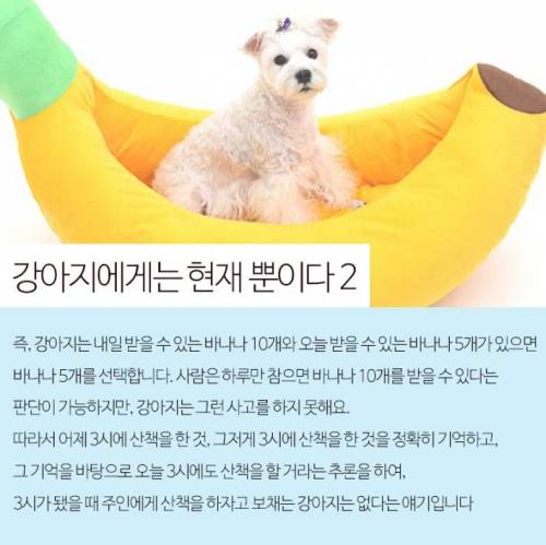 강아지는 주인이 오는시간을 어떻게 알까?