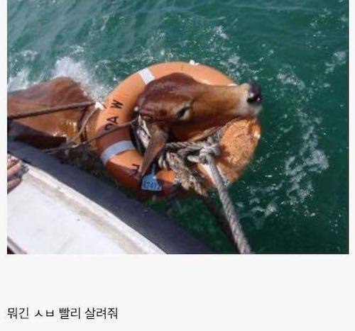 소가 물에 빠지면?.jpg