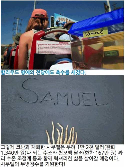 애완 낙지 사무엘과 재회한 코난