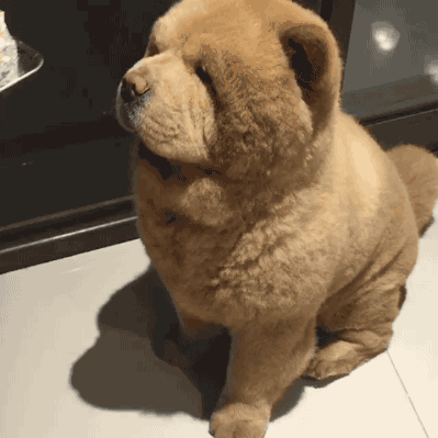 이게 개야 ~!? 곰이야 ~!?.gif