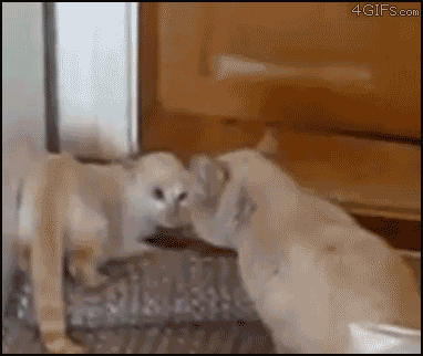 새끼 고양이의 방어자세.gif